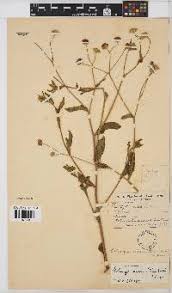 Image result for Erlangea