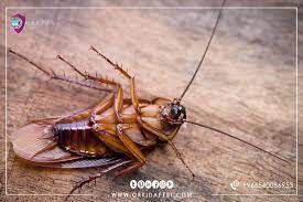 التخلص من الصراصير أفضل الطرق الطبيعية المستخدمة في مكافحة الصراصير لمعرفة المزيد من هنا https orkidapest com ar pest control services pests pest control