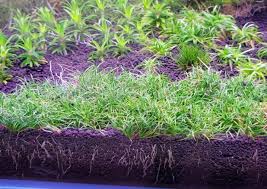 Image result for Eriocaulon schimperi