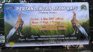 Permainan sabung ayam merupakan laga adu ayam jago bangkok filipina dari agen sabung ayam untuk masyarakat indonesia tanpa judi taruhan sabung ayam. Waktu Solat Malaysia Waktu Solat Dot Net