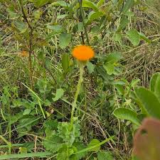 Image result for Crassocephalum vitellinum