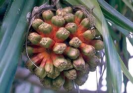Image result for Pandanaceae