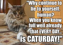 Maybe you would like to learn more about one of these? Caturday Cafe 19 12 2020 Food Service Safety Month The Daily Kitten