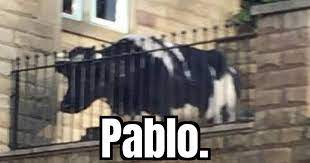 We did not find results for: Have You Ever Heard Of Pablo Memes