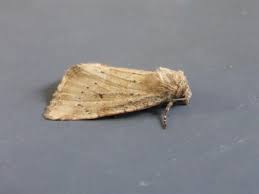 Image result for Photedes minima