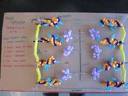 Sliding Filament Model For Students To Create And Demonstrate Muscle Contraction Des Human Anatomy And Physiology Body Systems Project Muscular System Anatomy