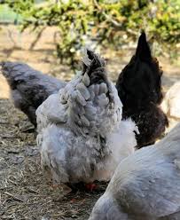 We did not find results for: Help My Chicken Is Sick What Should I Do Fresh Eggs Daily
