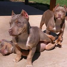 The Tri Color Pitbull Puppies I Want Them All Of Them Animali Simpatici Animali Cuccioli