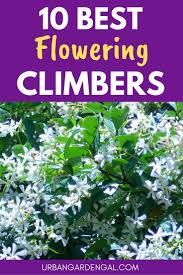 The best climbing plants and shrubs for these are the best climbing plants and shrubs for winter. 10 Best Flowering Climbing Plants Climbing Flowers Climbing Plants Trellis Climbing Plants Fast Growing
