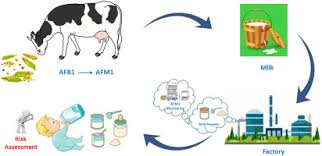 I am on vacation with my family in italy (genova) at this moment and i finished my baby's. Health Risk Assessment Of Aflatoxin M1 In Infant Formula Milk In Ir Iran Sciencedirect