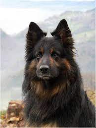 Shiloh Shepherd Dog Breed Info Pictures Traits Puppies Facts Doggie Designer Shepherd Dog Breeds Shiloh Shepherd Dog Shiloh Shepherd