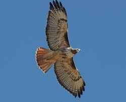 Boasting an amazing eight species of hawks commonly within the state, it is always possible to find at least one to watch in the right areas. 7 Red Tailed Hawk Facts Dickinson County Conservation Board