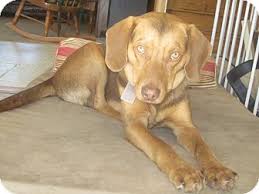 Excellent for hunting or family pet. West Milford Nj Vizsla Meet Jesse A Pet For Adoption