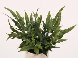 Image result for Pteris cretica