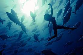 photo kuar arrigo model saho harada photo ocean whale