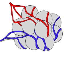Molly smith dipcnm, mbant • reviewer: Alveolus Diagram Of Unlabeled Diagram Design Sources Electrical Solid Electrical Solid Nius Icbosa It