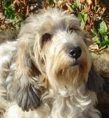 Image result for malý vendéeský hrubosrstý honič