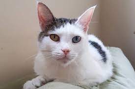 Victoria Cat Rescue Hosts Movie Night To Get Charity Out Of The Red Saanich News