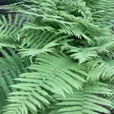We did not find results for: Givhandys 4 In Potted Southern Shield Fern Bog Marginal Aquatic Pond Plant Southern Shield The Home Depot