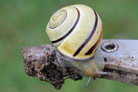 I caught tons of these snails as a kid in europe, and they can conveniently be found here in. Hain Banderschnecke Cepaea Nemoralis