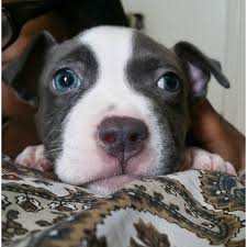 Six hundred and fifty to eleven hundred pit bull name: Blue Nose Pitbull Puppies For Sale In Bronx New York Puppies For Sale Near Me