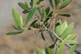 Image result for Diospyros lycioides