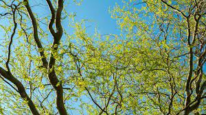 Bercinta dengan teman yang hamil. Tree Green Nature Free Photo On Pixabay