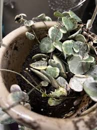Image result for Ceropegia burchelliana