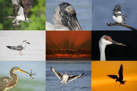 Image result for Photedes morrisii