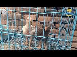 Anak Ayam Aseel Parrot Beak Youtube Ternak Ayam