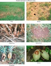 Check spelling or type a new query. Integrated Management Of Rodent Pests Sciencedirect