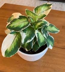 Image result for beautiful dieffenbachia