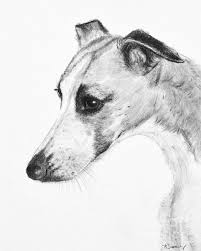 Black And White Greyhound Elegant Whippet Art By Kate Sumners Katesumners Com Art Prints Gifts Available Whippet Italian Greyhound Greyhound Art Dog Drawing Greyhound Art Dog Art