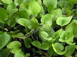 Frogbit See Restrictions Floating Pond Plants Pond Plants Container Water Gardens