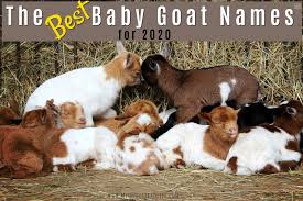 The Best Baby Goat Names For 2020 My Homestead Life Billy is a little boy that lives in nigeria. the best baby goat names for 2020 my