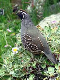 Fact 8 the official state tree is the redwood. California State Bird Avifaunal Emblem California Valley Quail