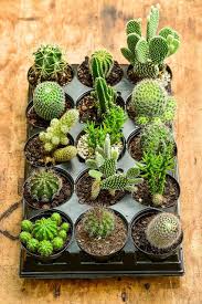 Image result for Cactaceae