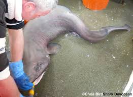 Interestingly, many shark species in this same family are also referred to as dogfish. Sofas And Sailfins Rare Sharks Caught Off Scotland Shark Devocean