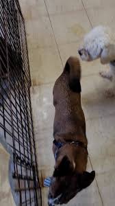 Providing the best care for best friends in gainesville since 1974. Puppy Hill Farm Animal Rescue Home Facebook