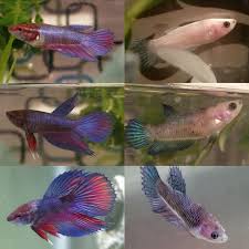 Got my little baby betta from petco on february 23rd of 2018. Baby Betta Fish At Petco Unique Fish Photo