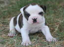 See more ideas about american bulldog rescue, american bulldog, bulldog. Cute Pictures Of American Bulldog Puppies