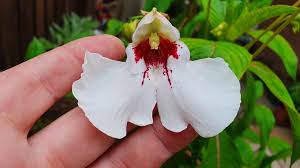 Image result for Impatiens irvingii