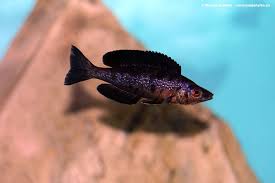 Pin On Sick Cichlids