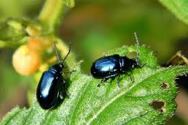 We did not find results for: Organically Dealing With Flea Beetles In A Polytunnel