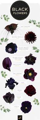 We place the utmost importance on every order, particularly our process with regard to our flower shops near chapman funeral homes, where services are held at 702 e chapman ave, to the reputable ferrara & lee colonial mortuary at 351. 10 Types Of Black Flowers Ftd Com