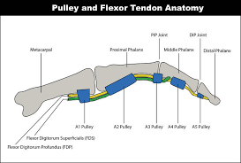 The fds is in red, the fdp in yellow. Pulley Injuries Explained Part 1 Grassroots Physical Therapy