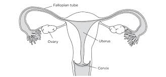 About Your Robotic Assisted Or Laparoscopic Hysterectomy Memorial Sloan Kettering Cancer Center
