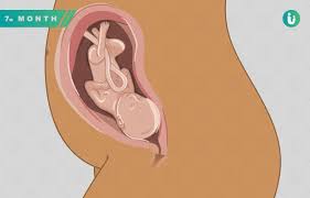 How many pounds should you pack on during pregnancy? 7 Months Pregnant Baby Weight In Kg Baby Movement Food And Symptoms