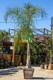 Image result for Syagrus romanzoffiana