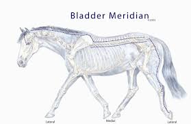 Equine Meridian Chart Acupressure Alternative Natural